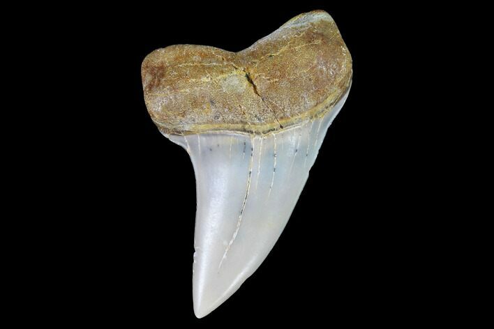 Fossil Shark (Carcharodon planus) Tooth - Sharktooth Hill, CA #94678
